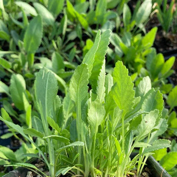 Costmary Herb Seeds