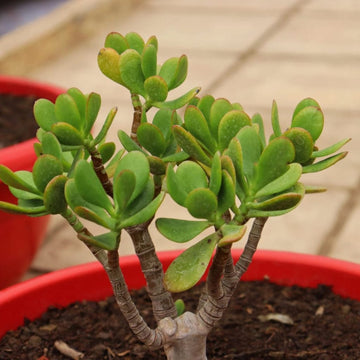 Crassula Plant Seeds for Succulent Planting - Heirloom & Non GMO seeds for vibrant planting