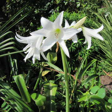 White Cape Lily Seeds for Planting â€“ Tropical Aquatic Blooms, Heirloom & Non-GMO Seeds