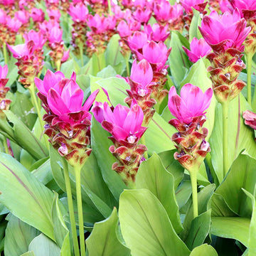 Rhizoma Curcuma Flower Seeds for Planting, Fresh, NON GMO Seeds