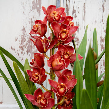 Cymbidium Flower Seeds for Planting – Organic, Heirloom, Non-GMO Orchid Seeds