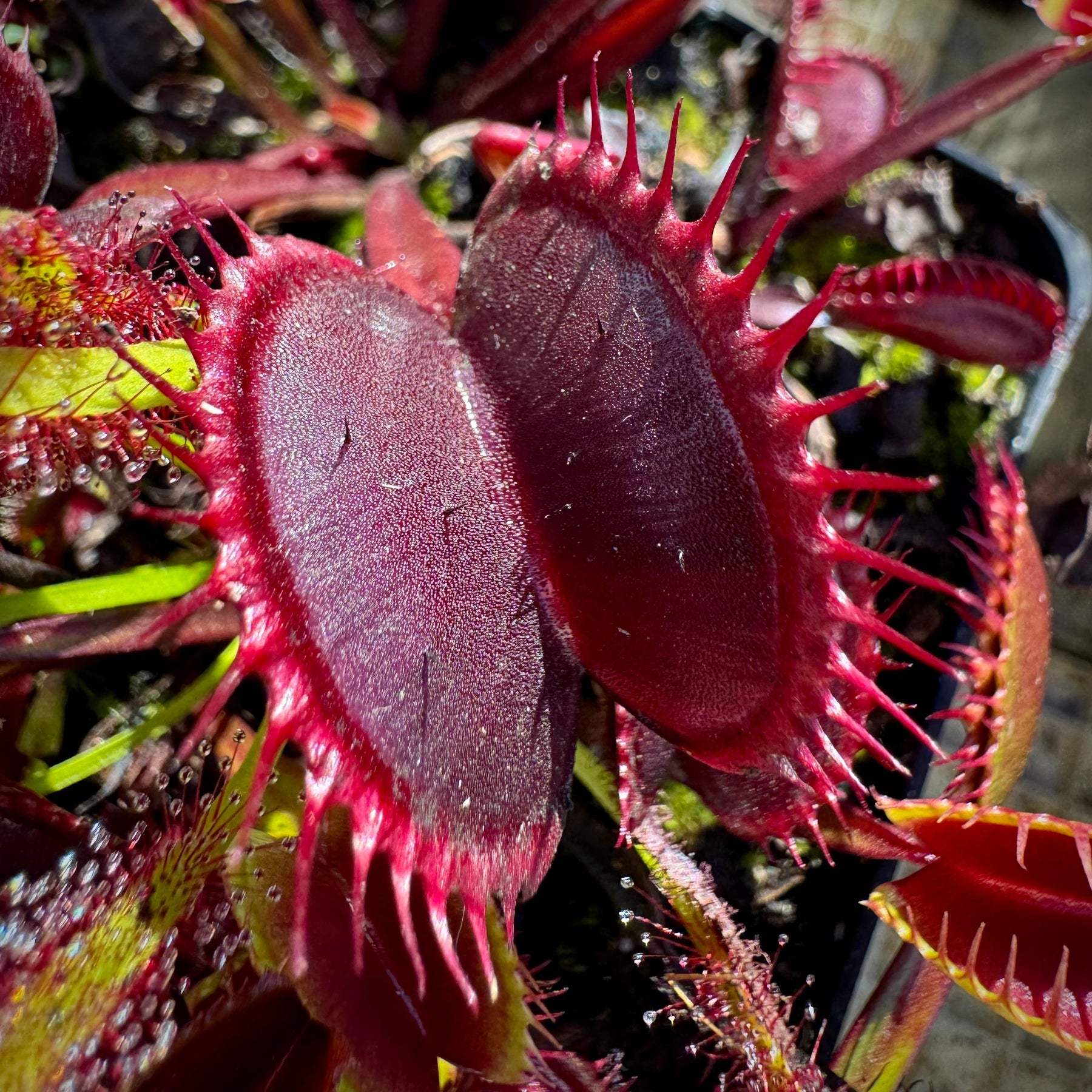 Venus Fly Trap Red Flower Seeds â€“ Heirloom, Non-GMO Seeds for Planting Carnivorous Plants for planting in home garden