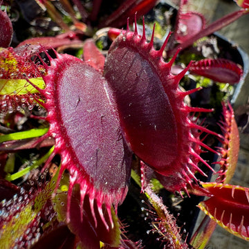 Venus Fly Trap Red Flower Seeds â€“ Heirloom, Non-GMO Seeds for Planting Carnivorous Plants