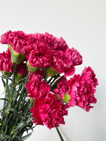 Heirloom Non-GMO Dark Pink Carnation Flower Seeds for Planting – Fragrant Garden Seeds