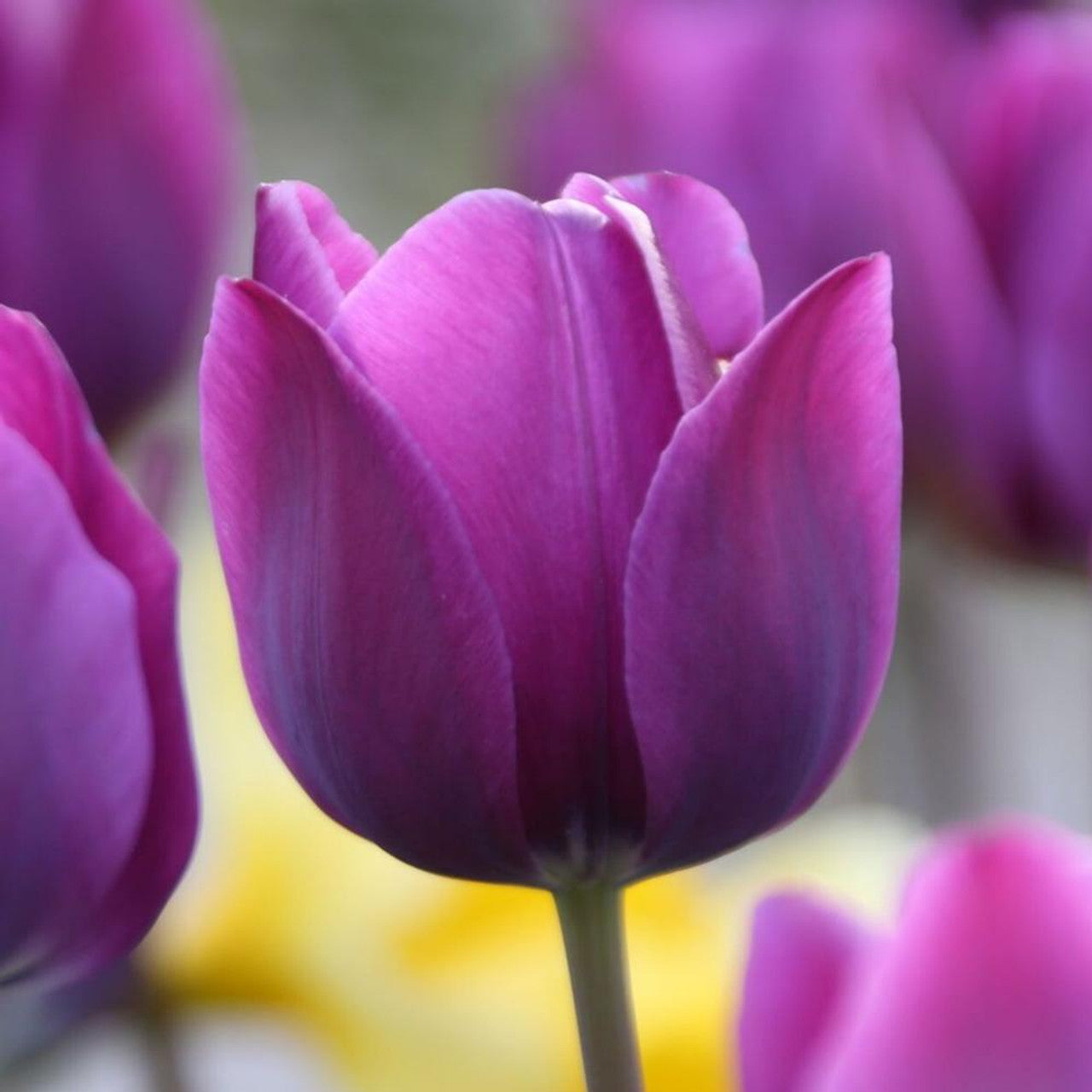 Violet Tulip Seeds for Planting – Heirloom, Non-GMO, Beautiful Garden Flowers seeds for planting in home garden