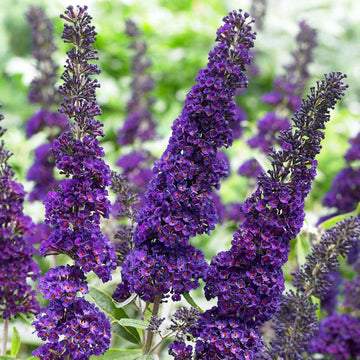 Heirloom Non-GMO Buddleia Davidii Flower Seeds for Planting – Butterfly Bush Garden Blooms