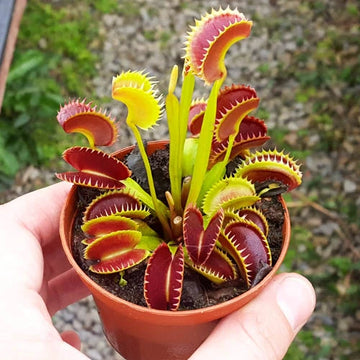 PCS Easy-Care Venus Flytrap Seeds – Fast-Germinating Exotic Carnivorous Plants