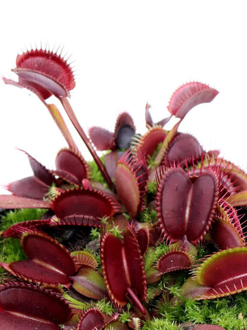 Red Venus Flytrap – Rare Carnivorous Plant | Live Dionaea Muscipula for Home & Garden Terrariums