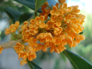 Heirloom Osmanthus Fragrans Flower Seeds, Non-GMO Fragrant Blooms for Planting