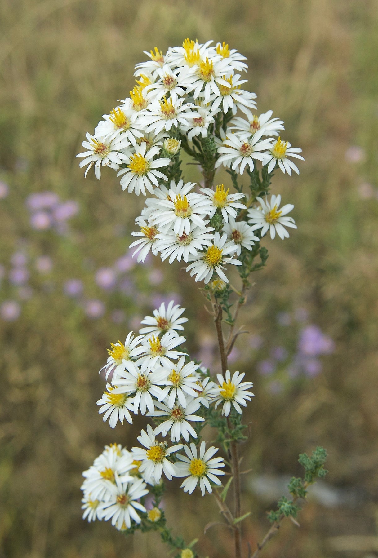 White Prairie Aster Flower Seeds for Planting, NON GMO Seeds for planting in home garden