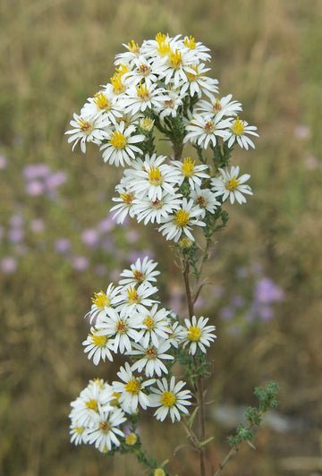 White Prairie Aster Flower Seeds for Planting, NON GMO Seeds