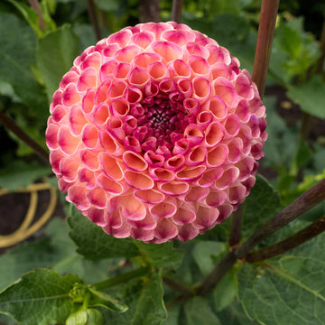 Heirloom Dahlia 'Burlesca' - Mini Ball Flower Seeds for Planting - Non-GMO Garden Seeds