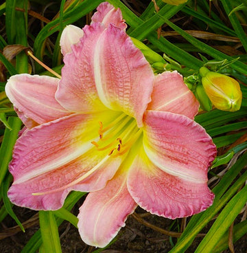 Daylily Flower Seeds 100 pcs for Planting 100 pcs