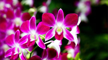 Dendrobium Flower Seeds Lavender for Planting, NON GMO Seeds