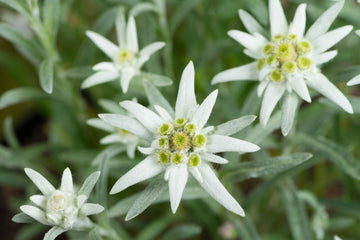 Heirloom Non-GMO Edelweiss Flower Seeds – Alpine Perennial Flower Seeds for Planting
