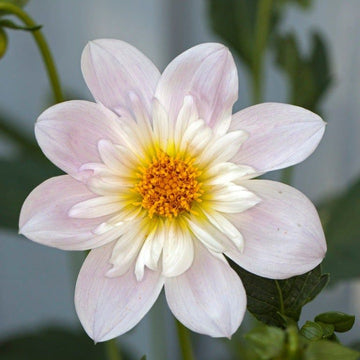 Dahlia 'Famoso' Flower Seeds for Planting – Heirloom and Non-GMO Garden Seeds,Vibrant Blooms