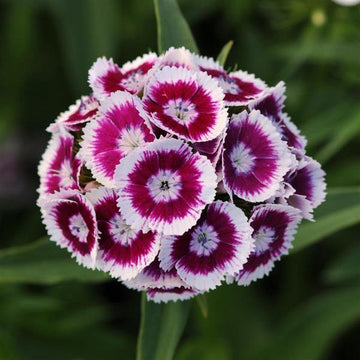 Heirloom Non-GMO Dianthus Flower Seeds for Planting – Fragrant Hardy Blooms for Garden & Borders