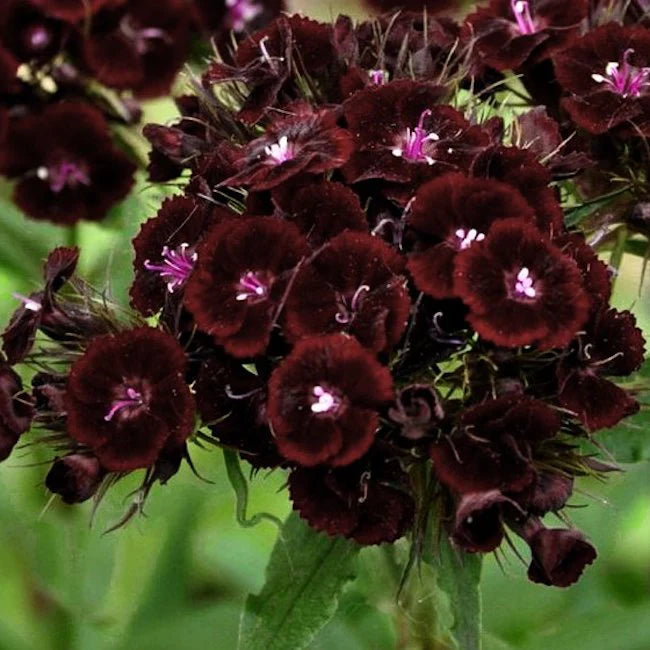 Maroon William Dianthus Flower Seeds for Planting - NON GMO Seeds seeds for planting in home garden