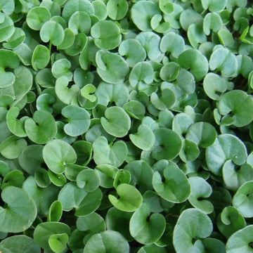 Heirloom Non-GMO Dichondra Ground Cover Plant Seeds for Planting – Lush Low-Growing Foliage for Gardens