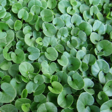 Dichondra Repen Plant Seeds – Heirloom, Non-GMO, Lush Ground Cover for Garden and Landscape Planting