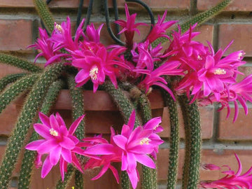 Organic Pink Flagelliformis Plant Seeds for Planting – Heirloom, Non-GMO