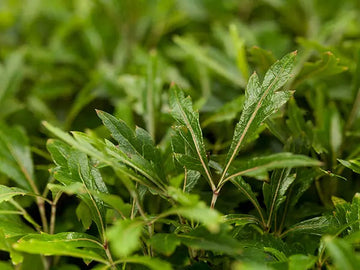 Green Dizygotheca Elegantissima Decorative Plant Seeds for Indoor Gardens – Fresh Herb for Your Garden