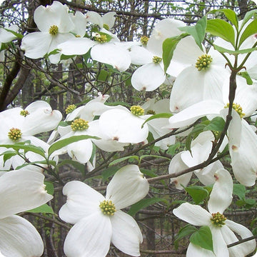 Cornus Flower Seeds for Planting - 100 pcs