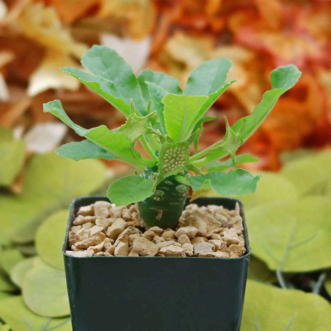 Green Dorstenia Foetida Rare Plant Seeds for Decorative Gardens-Heirloom & Non-GMO Seeds for planting Scientific Name Placeholder for planting in home garden