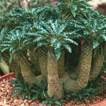 Green Dorstenia Foetida Plant Seeds for Planting-Exotic Gardens – Fresh Herb for Your Garden