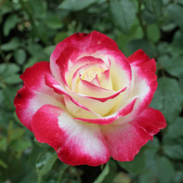 Double Delight Hybrid Tea Rose Seeds – Heirloom, Non-GMO Flower Seeds for Planting