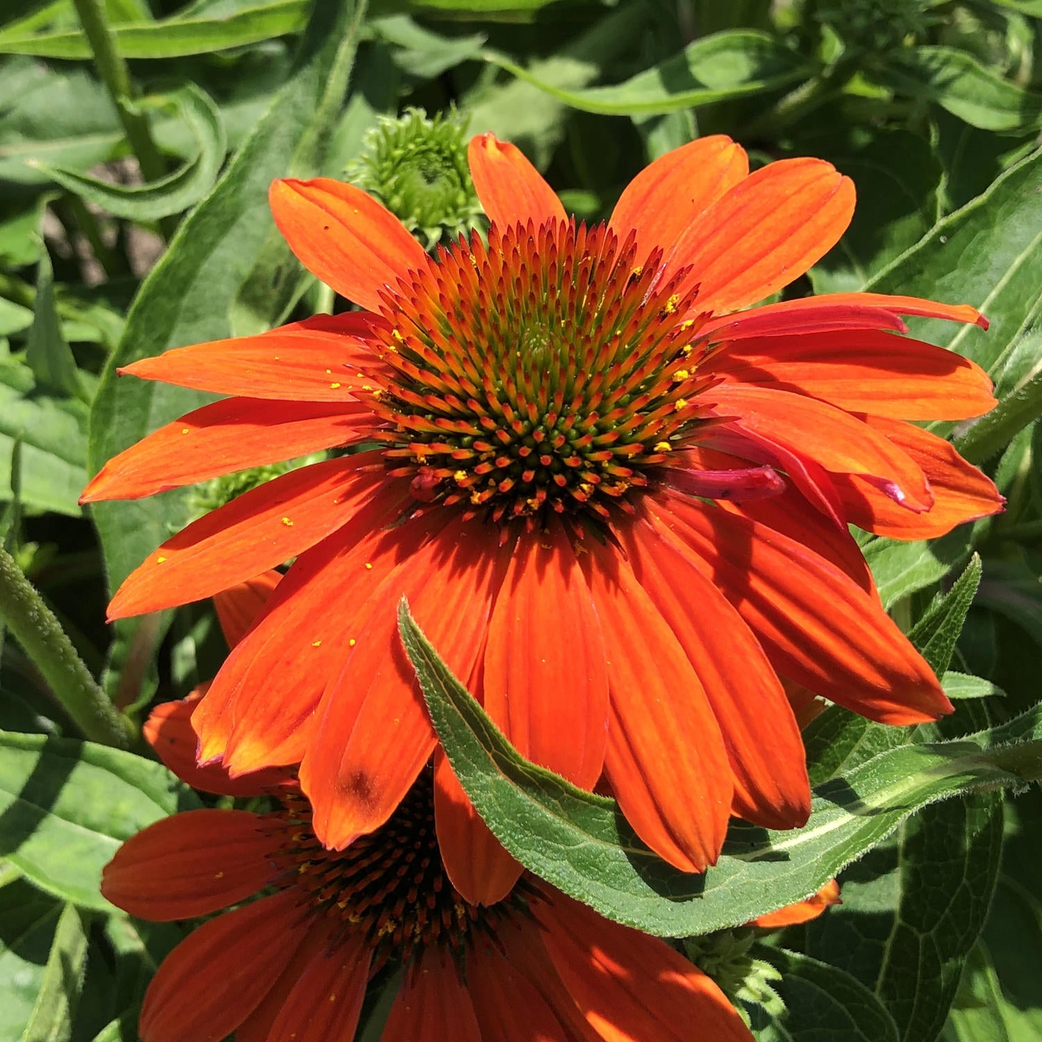 Orange Echinacea Flower Seeds for Planting - To attract Pollinators and Bees, Heirloom Seeds - Echinacea for planting in home garden