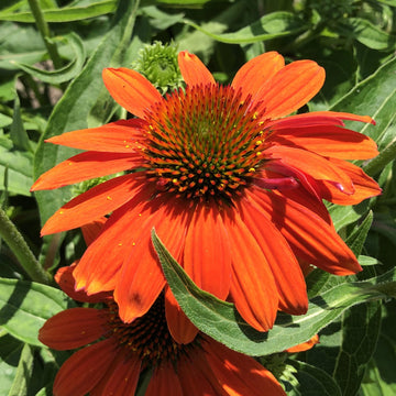 Orange Echinacea Flower Seeds for Planting - To attract Pollinators and Bees, Heirloom Seeds