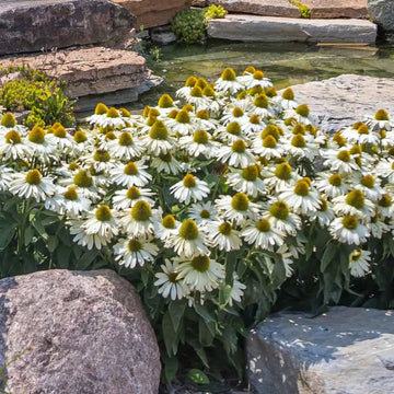 White Echinacea Flower Seeds for Planting - To attract Pollinators and Bees, Heirloom Seeds