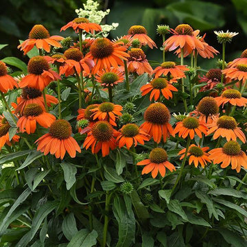 Orange Echinacea Flower Seeds for Planting - To attract Pollinators and Bees, Heirloom Seeds