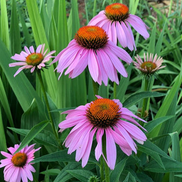 Purple Coneflower Seeds – Heirloom Non-GMO Flower Seeds for Pollinator-Friendly Garden Planting