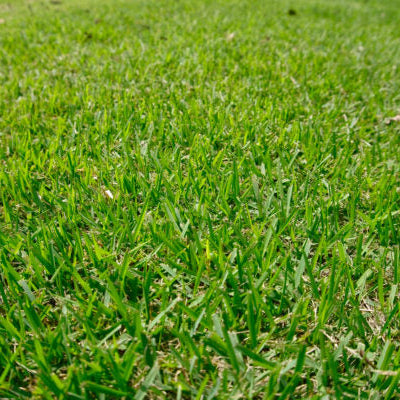 Zoysia El Toro Grass Seed - Premium Warm-Season Lawn Grass for Lush, Low-Maintenance Lawns