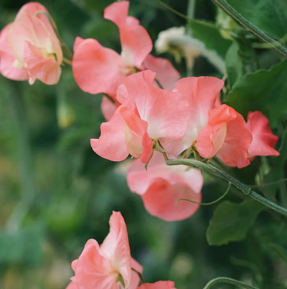 Sweet Pea Elegance Watermelon Flower Seeds for Planting – Heirloom Non-GMO Seeds Fragrant Blooms seeds for planting in home garden