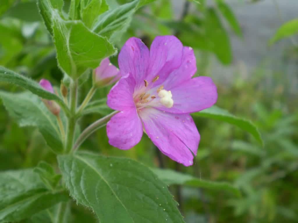 Epilobium Parviflorum Flower Seeds for Planting - NON GMO Seeds seeds for planting in home garden