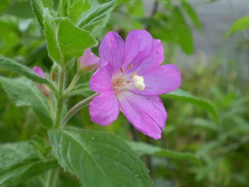Epilobium Parviflorum Flower Seeds for Planting - NON GMO Seeds