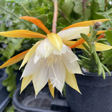 Heirloom Yellow White Epiphyllum Flower Seeds – Non-GMO Exotic Night Blooms for Garden Planting