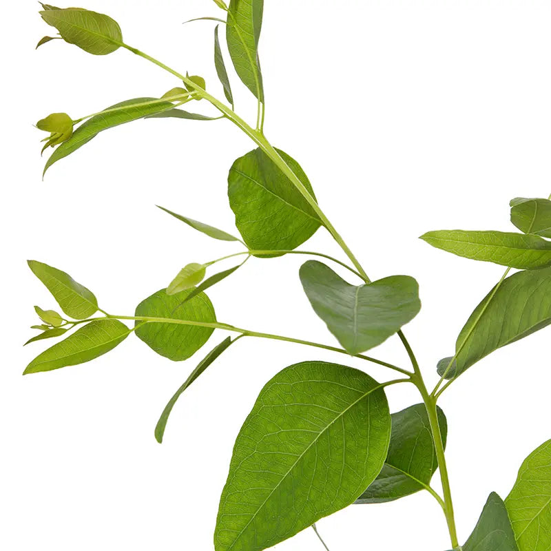 Green Citriodora Plant Seeds - Lemon-Scented Plant Seeds - Heirloom & Non-GMO Seeds for planting Scientific Name Placeholder for planting in home garden