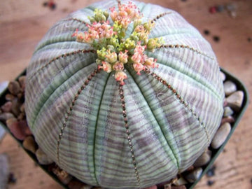 Heirloom Non-GMO Euphorbia Obesa Baseball Plant Flower Seeds for Planting