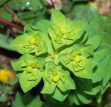 Green Euphorbia Didieroides Unique Plant Seeds for Outdoor Gardens – Fresh Herb for Your Garden