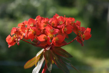 Red Euphorbia Griffithii Flower Seeds for Planting - NON GMO Seeds