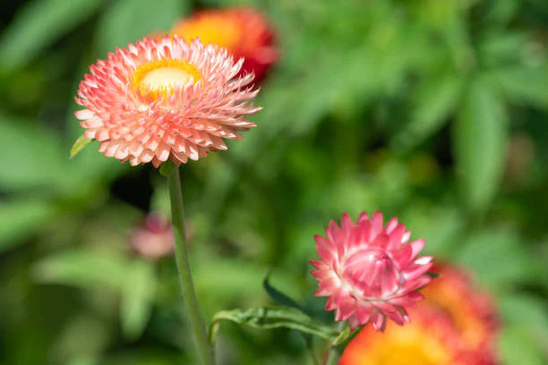 Everlasting paper daisy salmon rose Flower Seeds for Planting – Heirloom & Non-GMO Garden Seeds seeds for planting in home garden