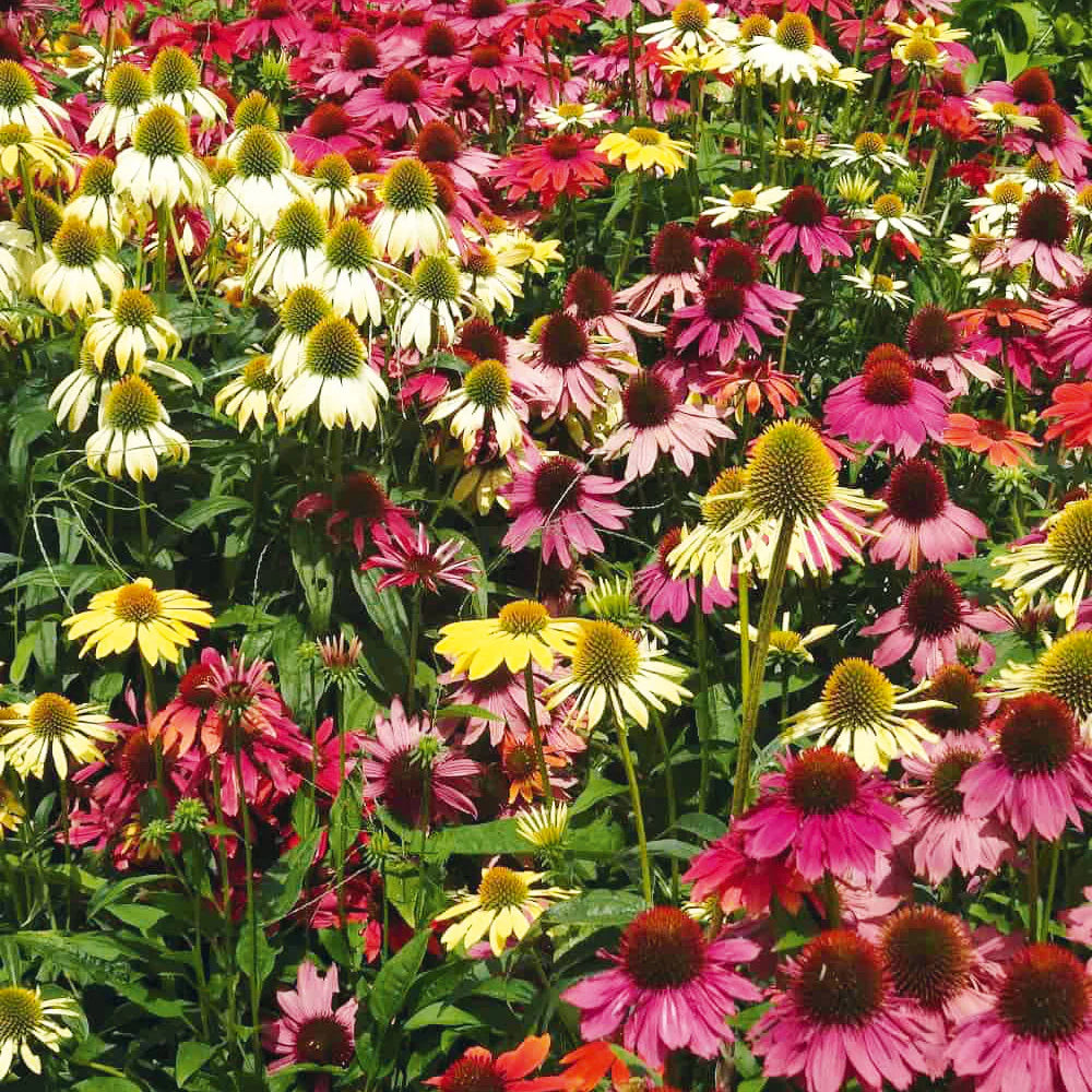 Mixed Echinacea Lustre Wildflower Seeds for Planting - Heirloom Seeds to attract Pollinators & Butterflies - Echinacea for planting in home garden