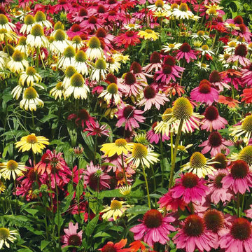 Mixed Echinacea Lustre Wildflower Seeds for Planting - Heirloom Seeds to attract Pollinators & Butterflies
