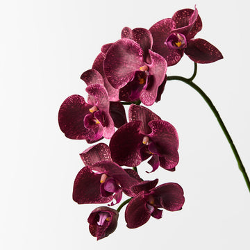 Heirloom Non-GMO Phalaenopsis Orchid Flower Seeds | Rare Maroon Blooms for Indoor Gardens