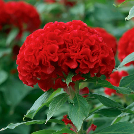 Celosia Chief Persimmon Flower Seeds, Heirloom, Non-GMO Bold Ornamental Blooming Seeds - Chief for planting in home garden