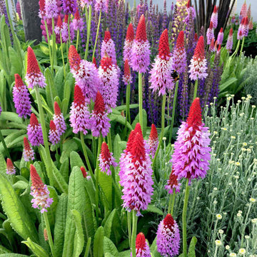 Heirloom Non-GMO Kniphofia Flower Seeds for Planting – Red Hot Poker Perennial Blooms